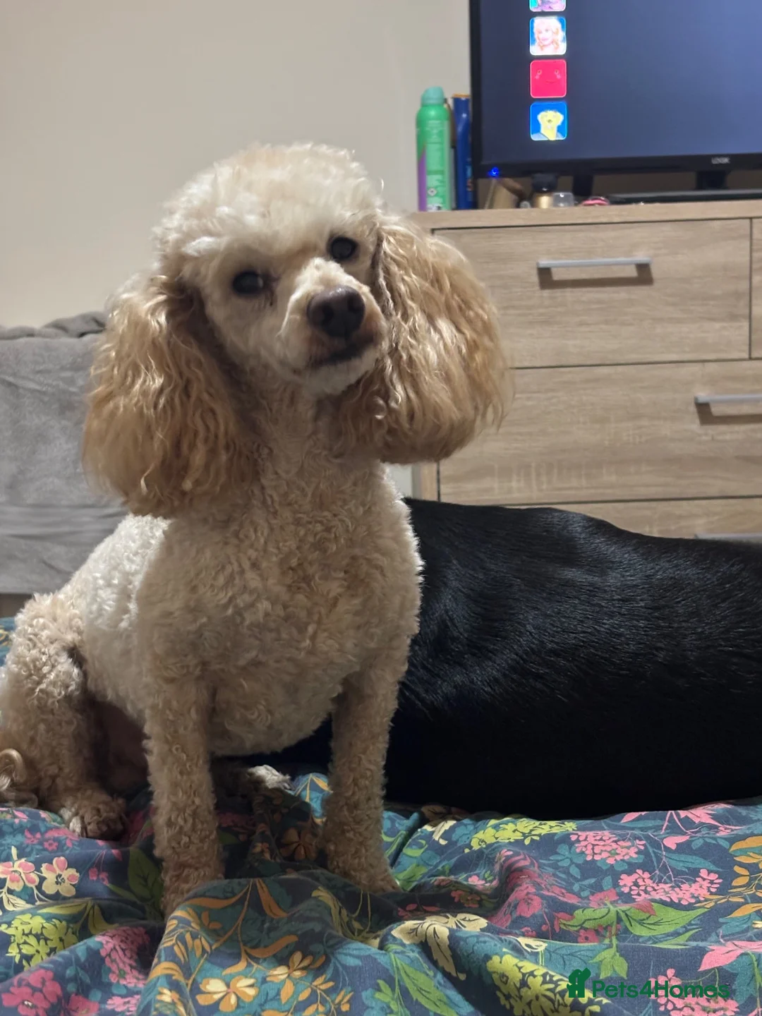 Miniature Poodle dogs for sale: Apricot miniature poodle - Advert 3