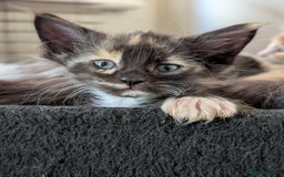 Maine Coon cats for sale: Maine Coon kittens  - Image 5