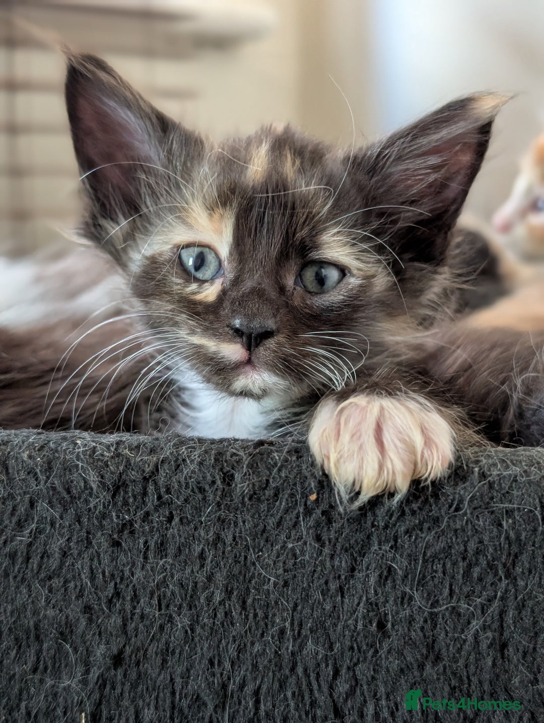 Maine Coon cats for sale: Maine Coon kittens  - Image 5