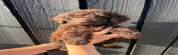 Cockapoo dogs for sale: ✨Ready now ✨ F1B Cockapoo Puppies 4 Left  - Advert 4