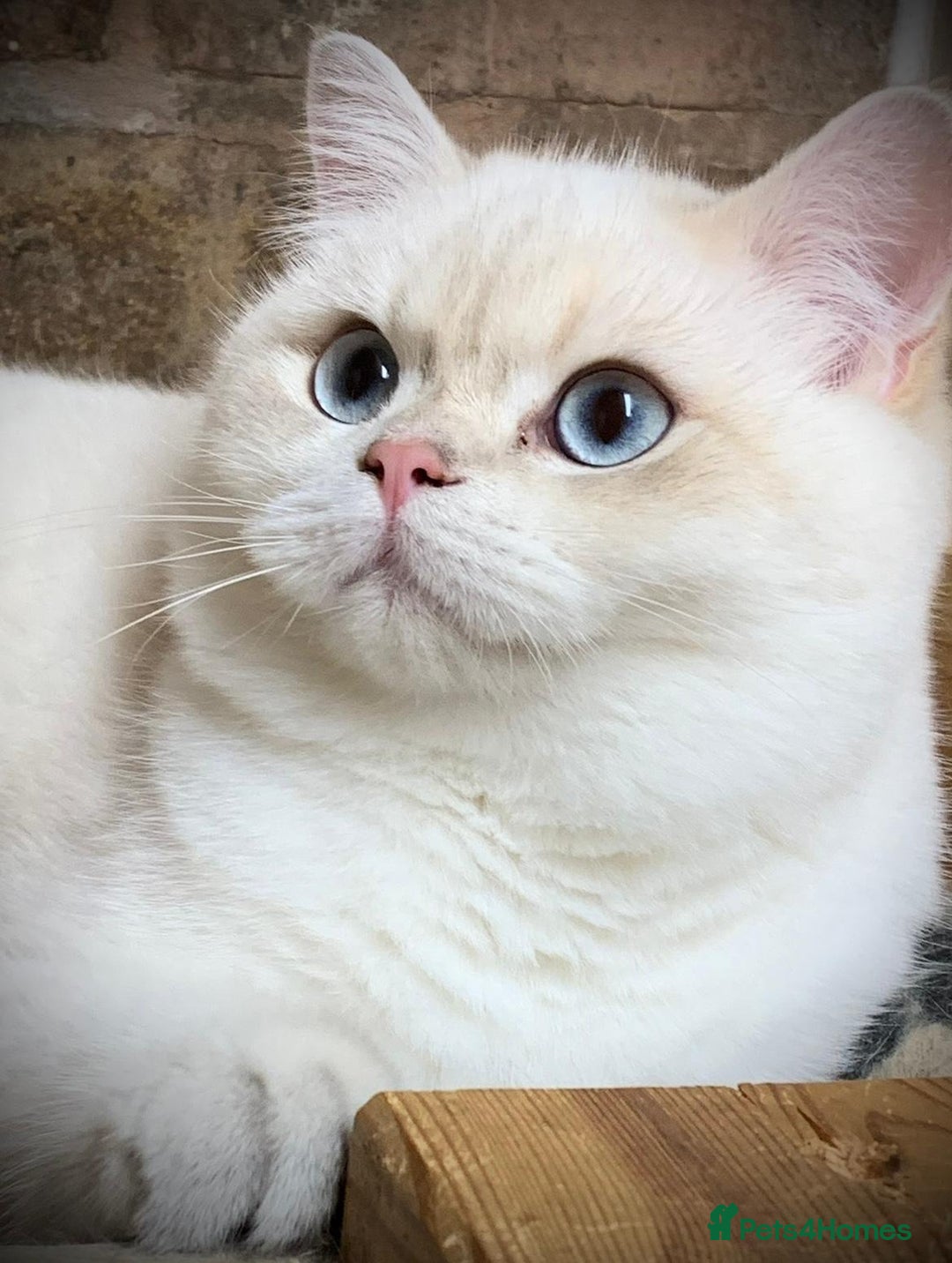 British Shorthair cats for stud: Stuning golden colourpoint \ Russian import stud  - Image 1