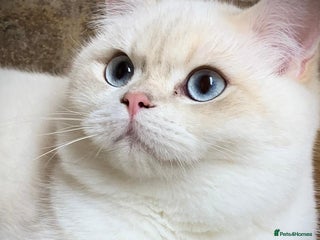 British Shorthair cats - Advert 10