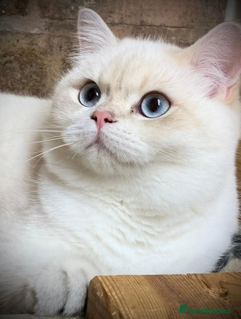 British Shorthair cats for stud - Advert 4