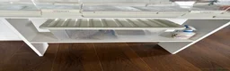 Budgerigars birds for sale: Budgies and cage  in Nottingham - Advert 4