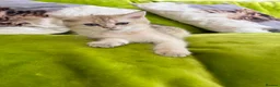 British Longhair cats for sale: Pure Bread British Longhair and Shorthair kittens - Advert 13