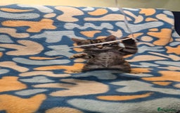 Bengal cats for sale: Bengal mix kittens for sale - Image 19