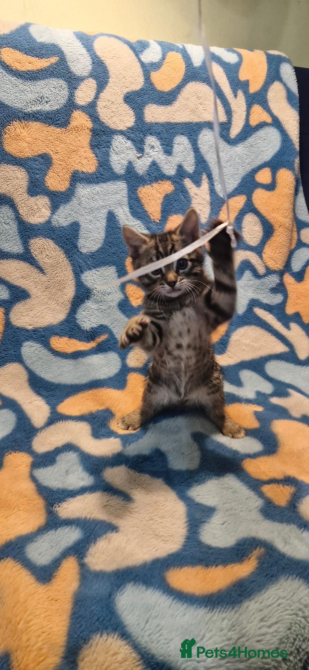 Bengal cats for sale: Bengal mix kittens for sale - Image 19