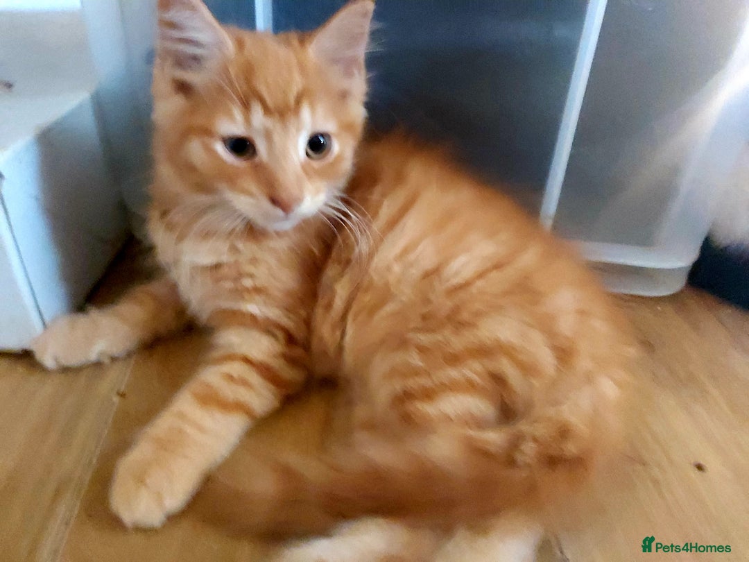 Mixed Breed cats for sale: Kittens - Image 3
