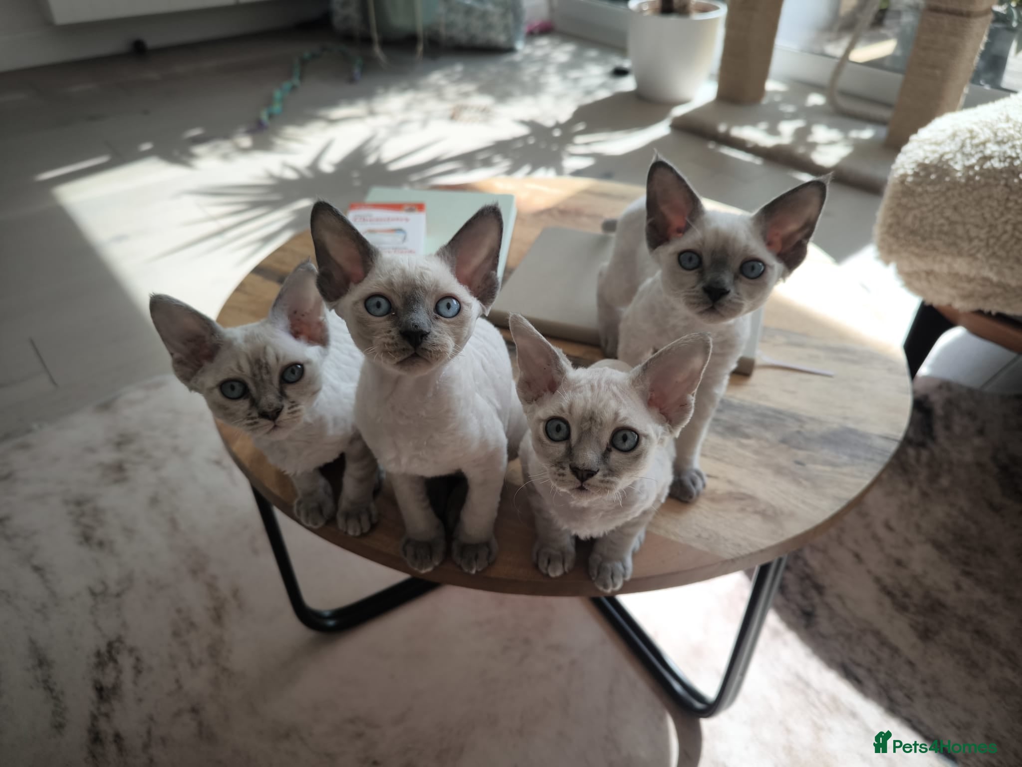Devon Rex cats Devon Rex kittens pointed💙blue eyes💙 - Advert 11