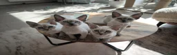 Devon Rex cats for sale: Devon Rex kittens pointed💙blue eyes💙 - Advert 1