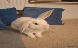New Zealand rabbits for sale: Rabbit White Rabbits 🐇 - Image 5