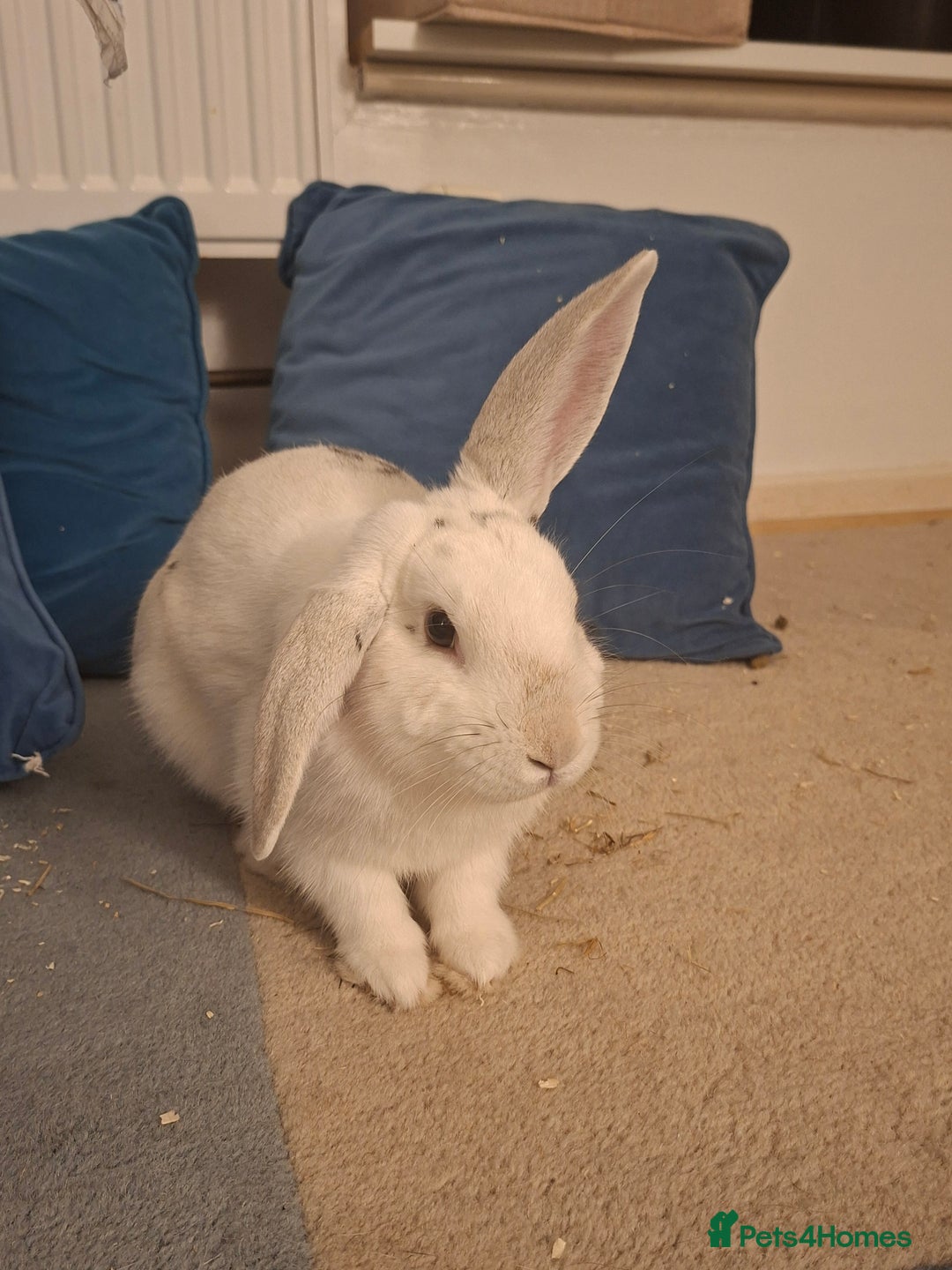 New Zealand rabbits for sale: Rabbit White Rabbits 🐇 - Image 5