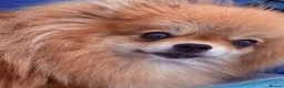 Pomeranian dogs for sale: Four small cute pups  - Advert 37