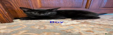 Mixed Breed Kitten 1