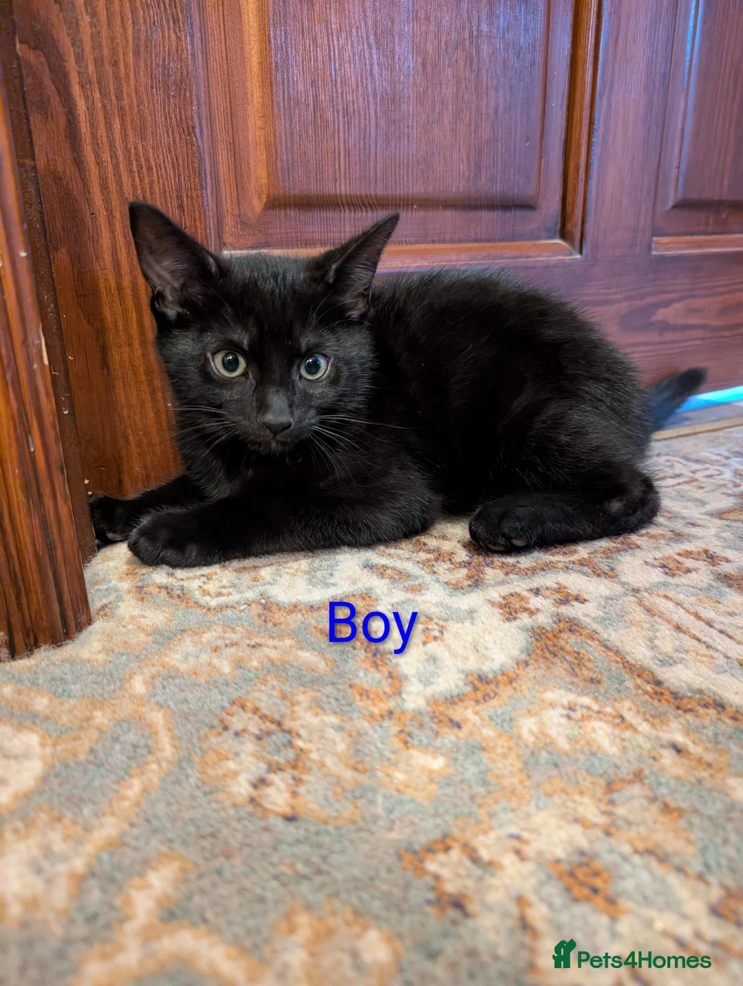 Mixed Breed cats for sale: 1 girl 1 boy mixed Ragdoll  in Barnsley - Advert 5