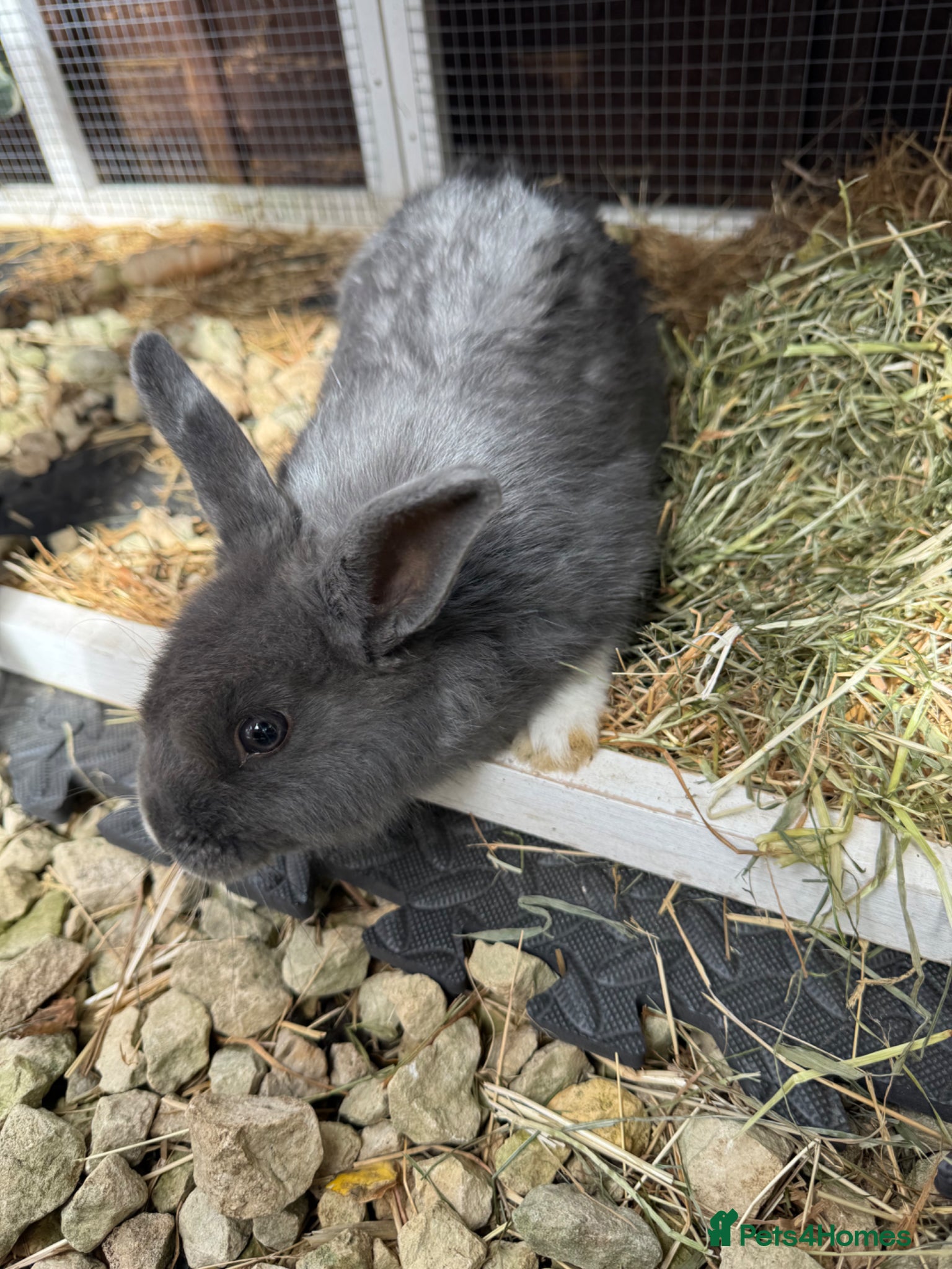 Mixed Breed rabbits for sale: Rabbit  - Advert 1