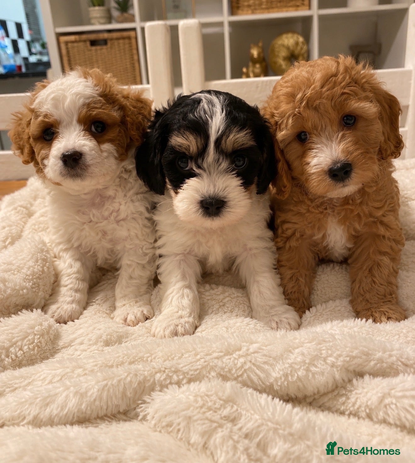 Mixed Breed dogs 🐾 RARE STUNNING CAVA / MALTIPOO MIX  PUPPIES 💕🐾 - Advert 8