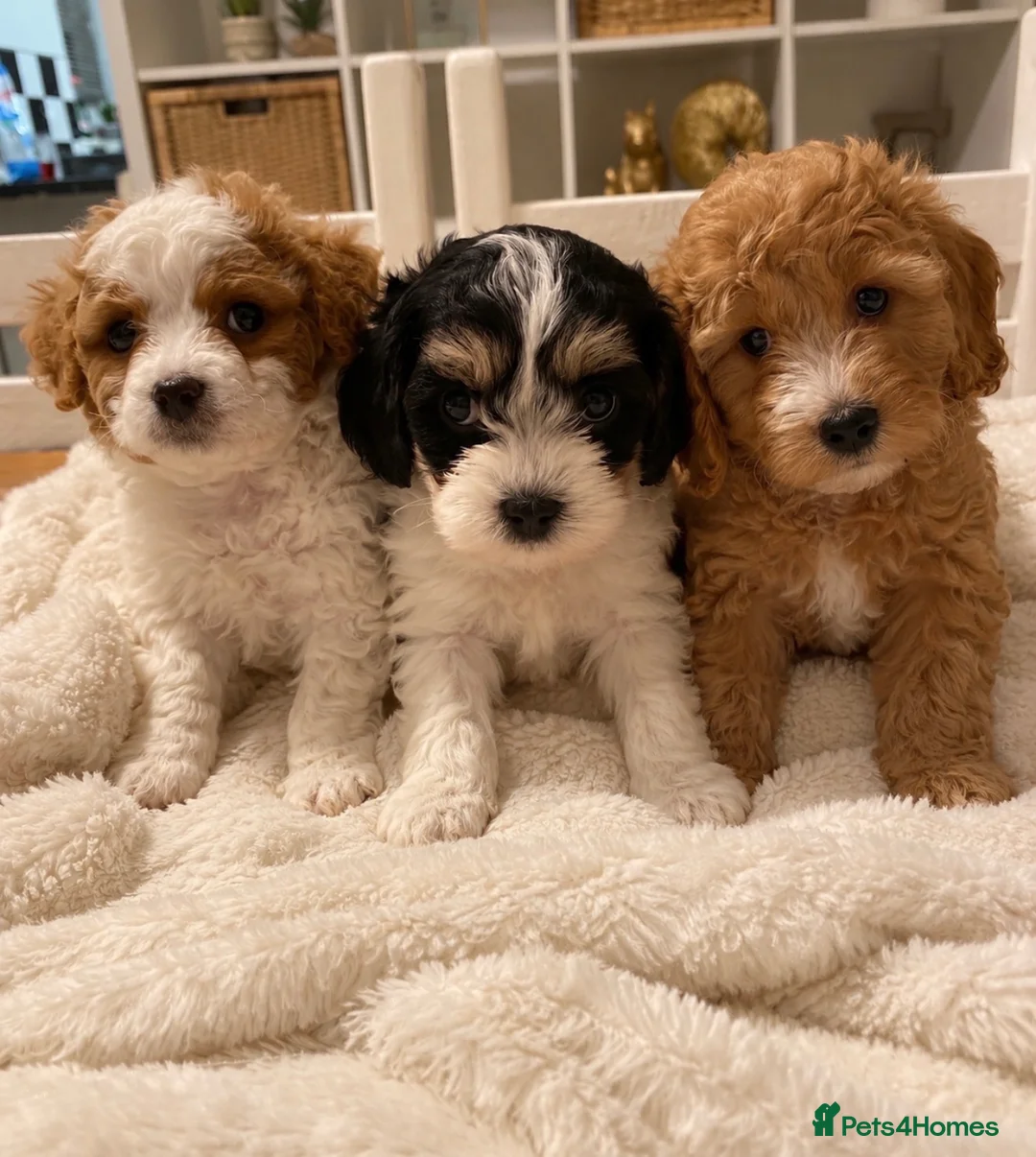 Mixed Breed dogs for sale: 🐾 RARE STUNNING CAVA / MALTIPOO MIX  PUPPIES 💕🐾 - Advert 1
