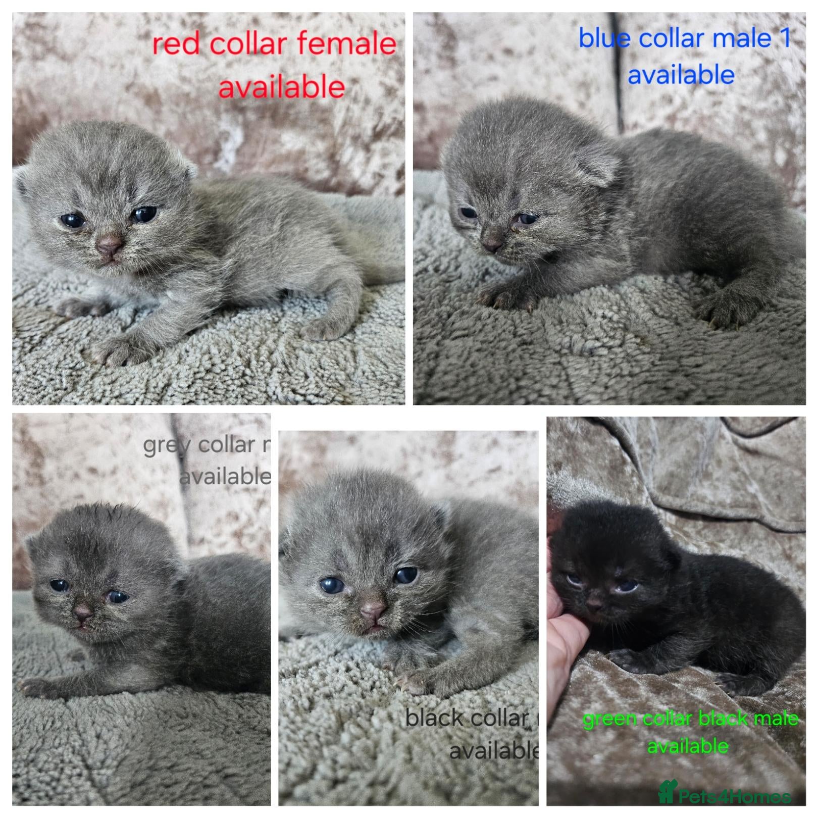 British Shorthair cats British shorthair kittens  - Advert 1
