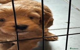 Cockapoo dogs for sale: F2 Cockapoo Puppies - Image 14