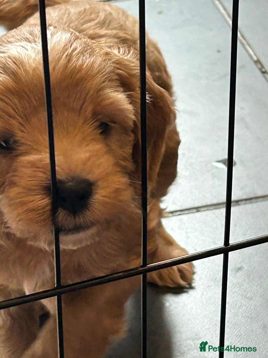 Cockapoo dogs for sale: F2 Cockapoo Puppies - Image 14