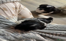 Shih Tzu dogs for sale: 3 beautiful shih tzus for sale  - Advert 15