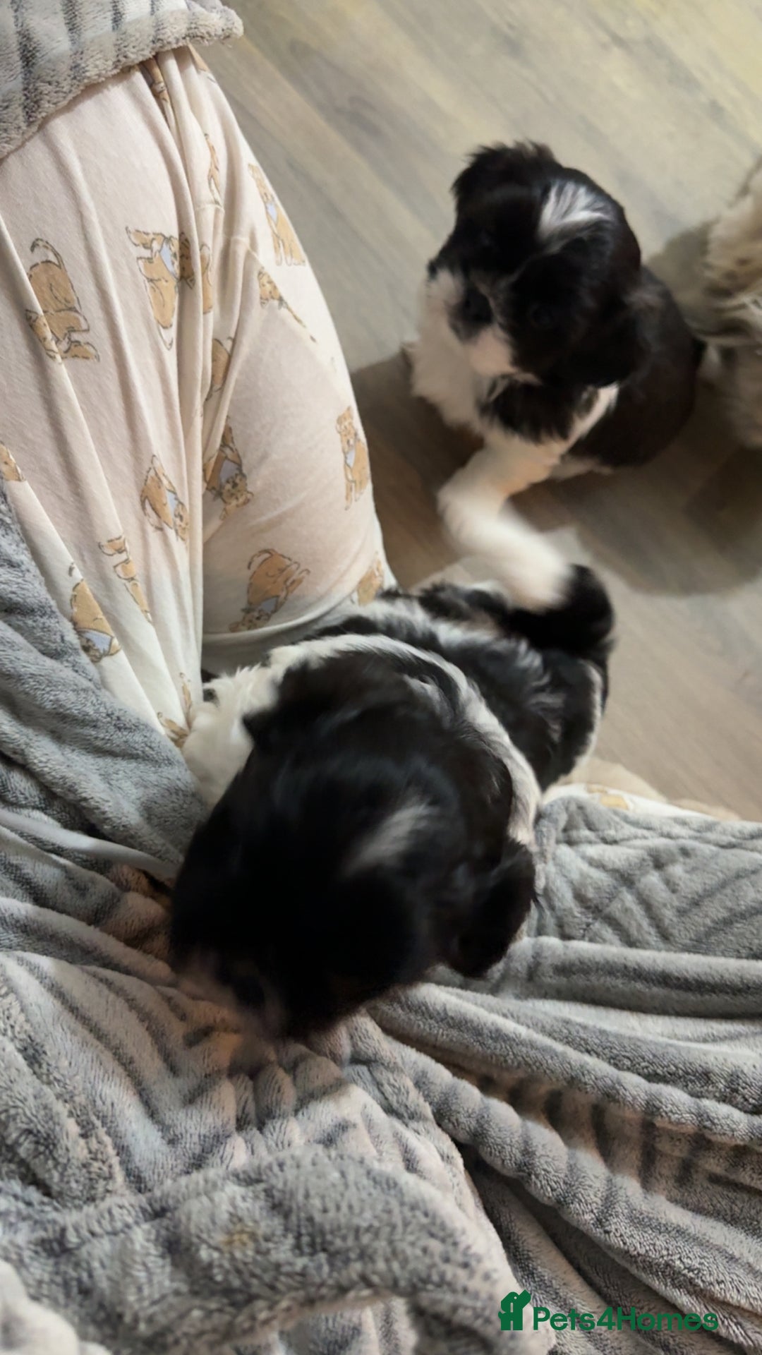 Shih Tzu dogs for sale: 3 beautiful shih tzus for sale  - Advert 15