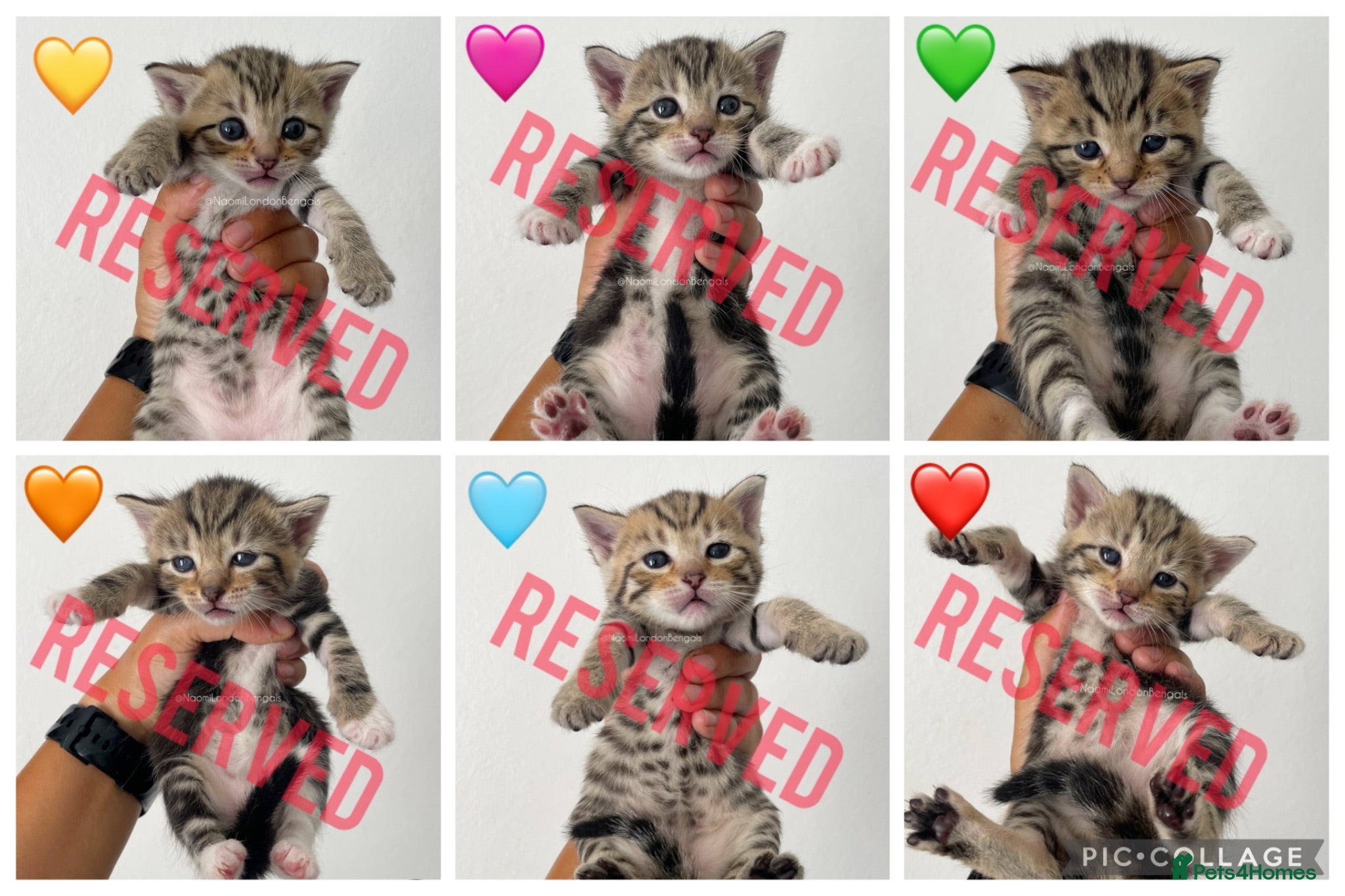 Bengal cats 🌈 BENGAL KITTENS 🌈 ⭐️⭐️⭐️⭐️⭐️ - Advert 2