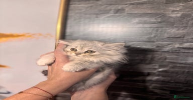British Longhair cats - Advert 13