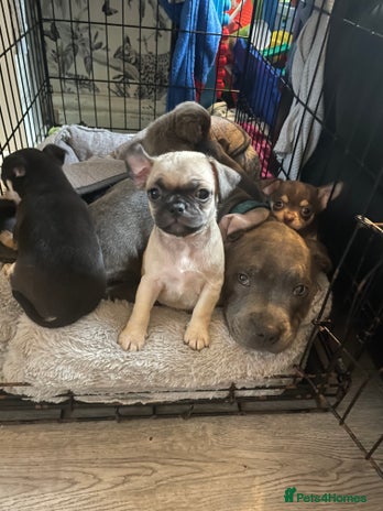 Ruby Chugs Chug Dogs Breed - Information, Temperament, Size & Price | Pets4Homes