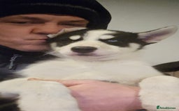 Siberian Husky dogs for sale: Siberian husky - Advert 6