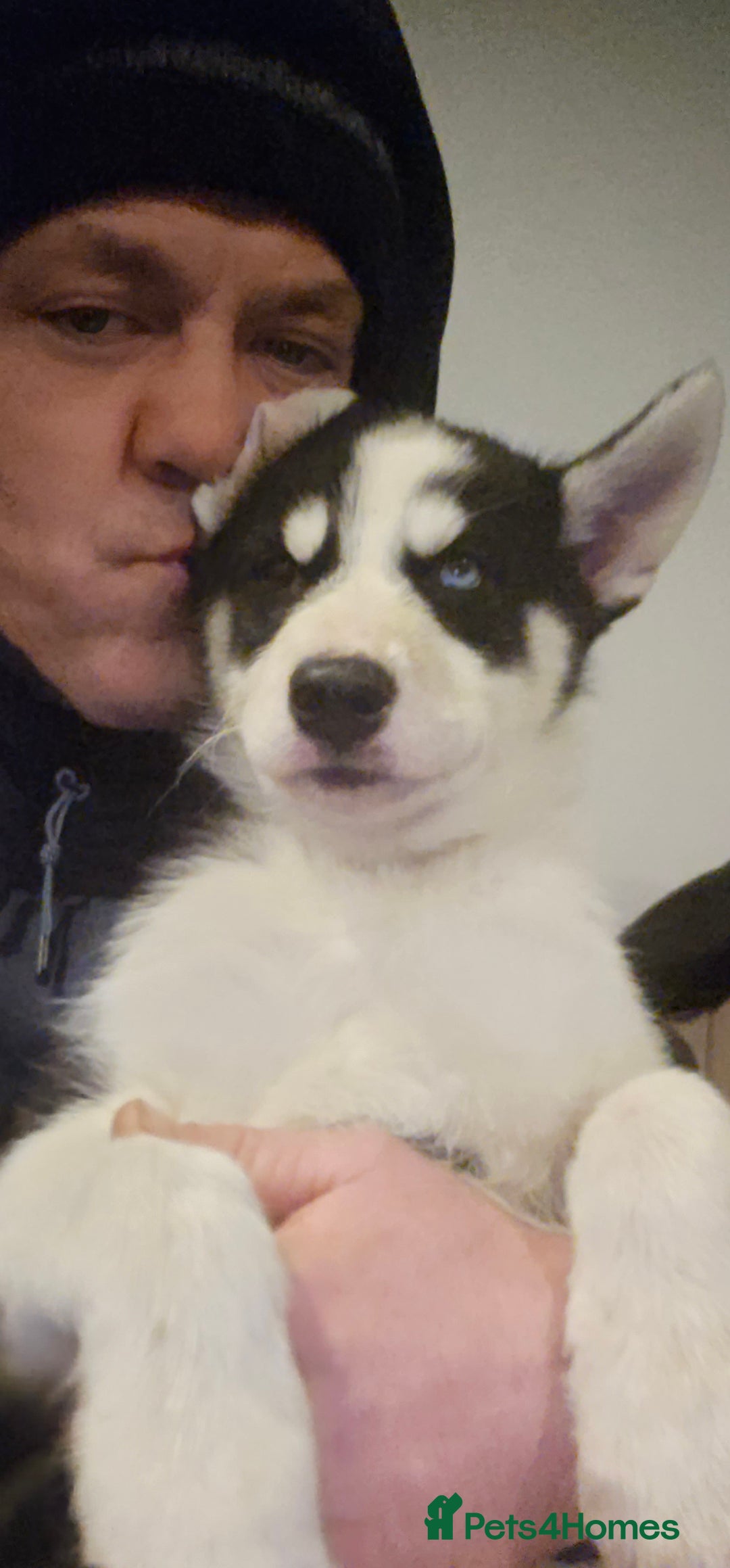 Siberian Husky dogs for sale: Siberian husky - Advert 6