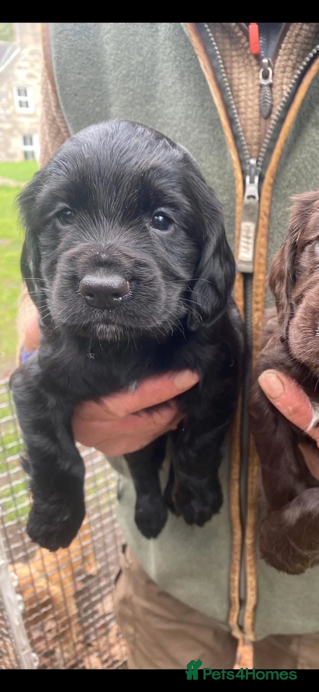 Cocker Spaniel dogs for sale: KC registered cocker spaniel puppies - Advert 1