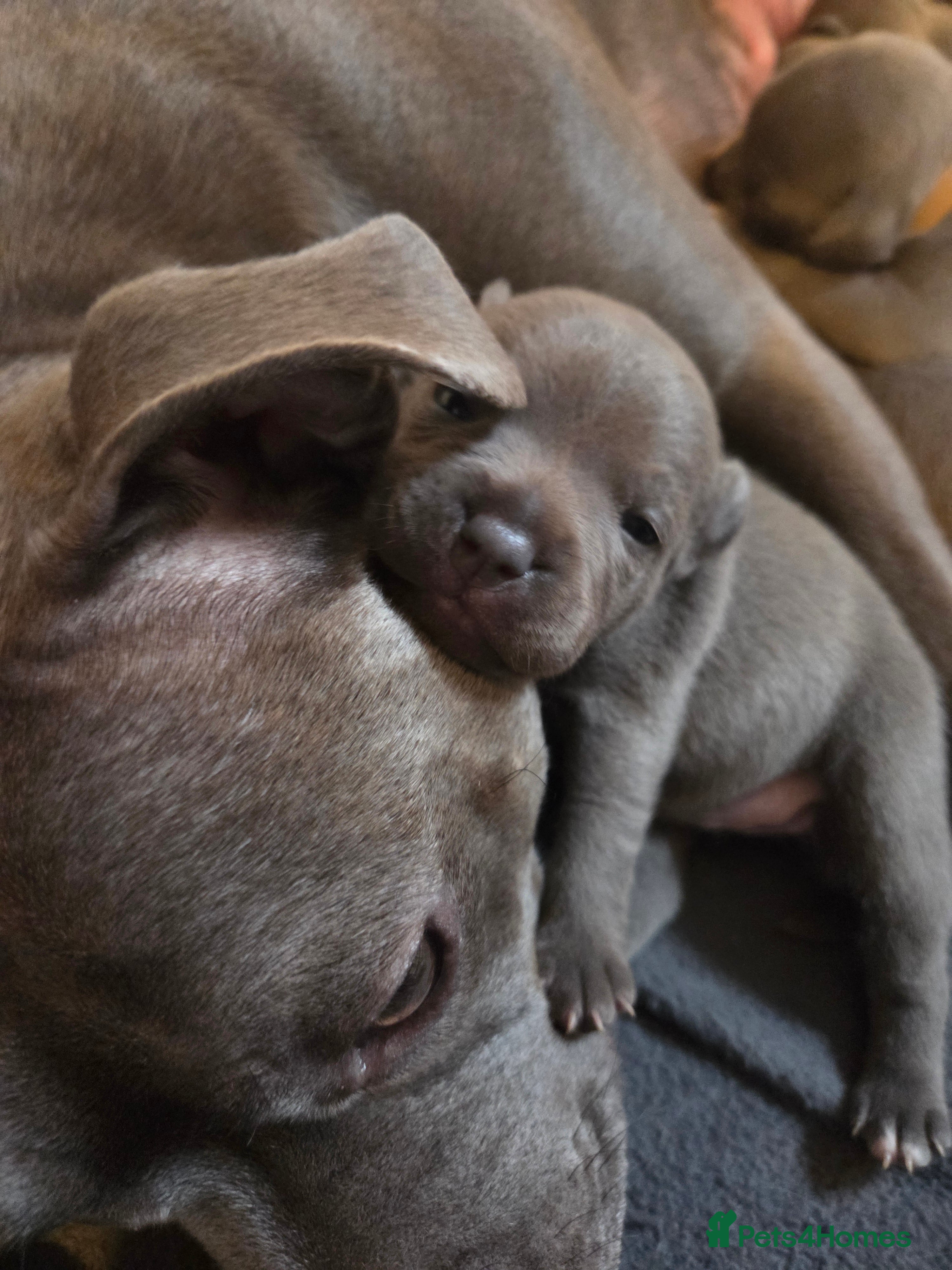 Staffordshire Bull Terrier dogs KC champ Staffies - Advert 16