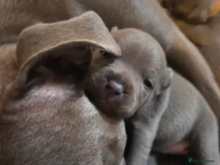 Staffordshire Bull Terrier dogs KC champ Staffies - Advert 16