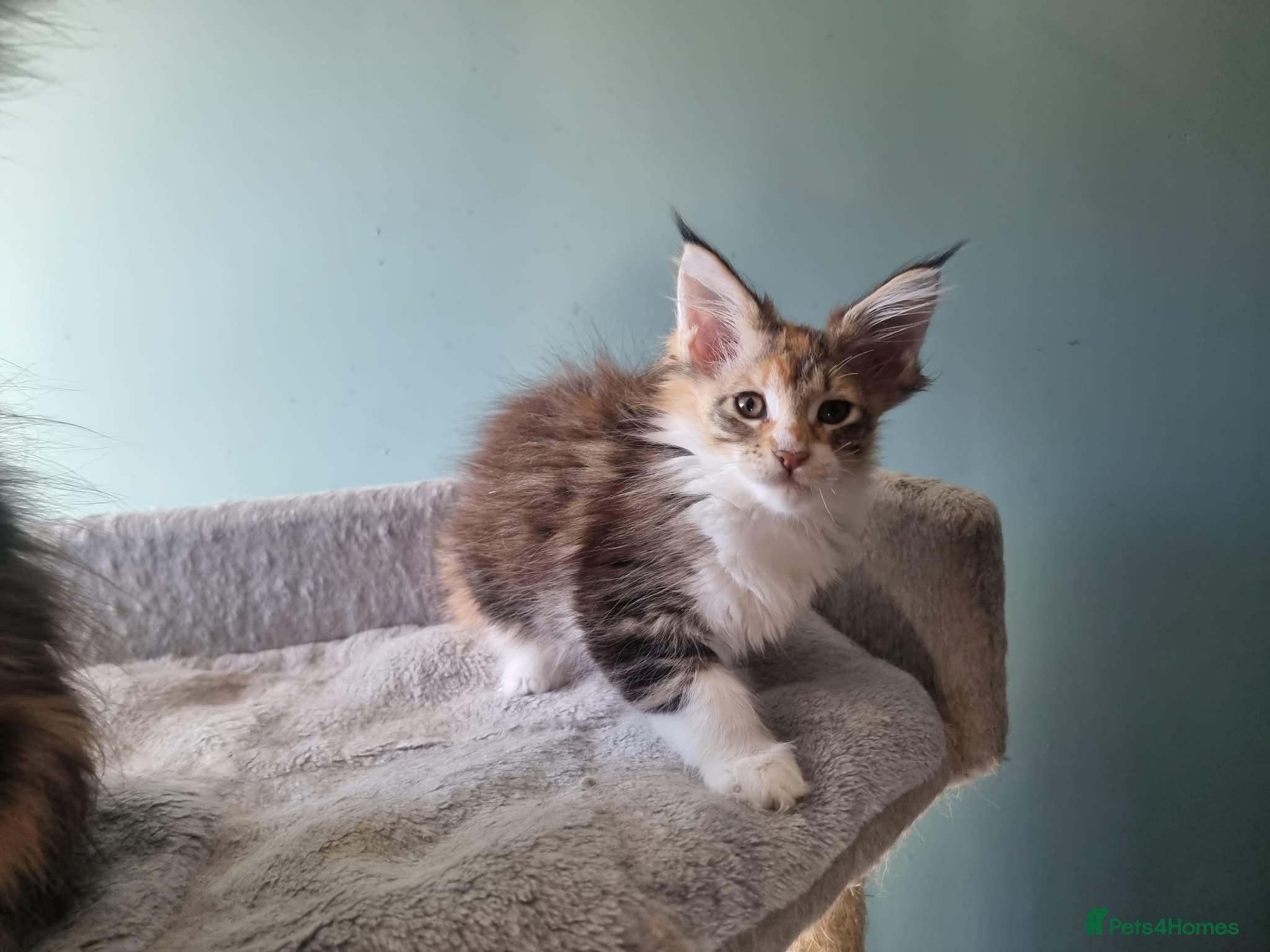 Maine Coon cats Maine Coon kittens  - Advert 2
