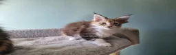 Maine Coon cats for sale: Maine Coon kittens  - Advert 4
