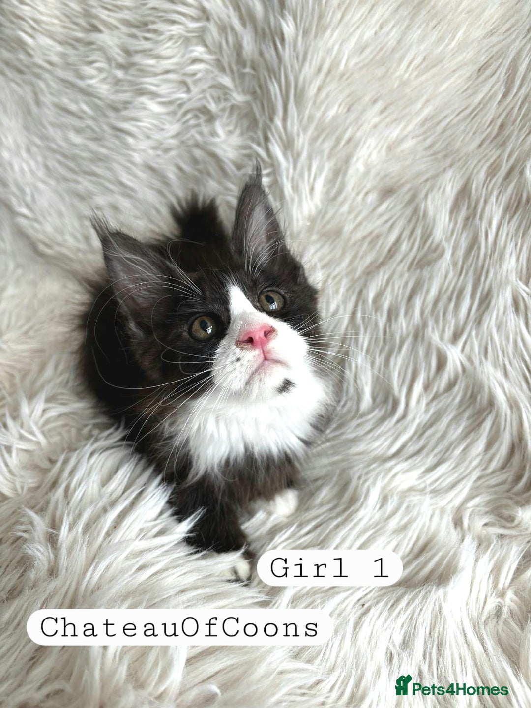 Maine Coon cats for sale: Stunning Black Smoke Registred Maine Coon Kittens - Image 4