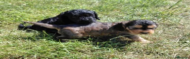 Cockapoo 2 Black