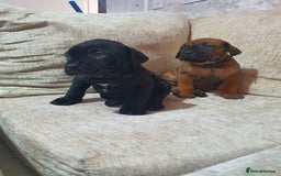Cane Corso dogs for sale: Cane Corso pups  - Image 5