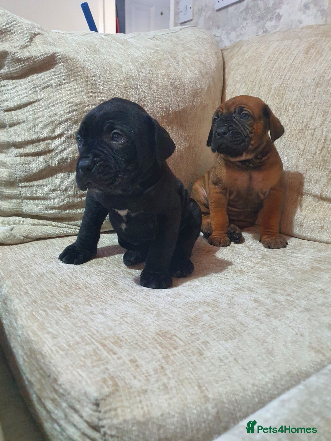 Cane Corso dogs for sale: Cane Corso pups  - Image 5