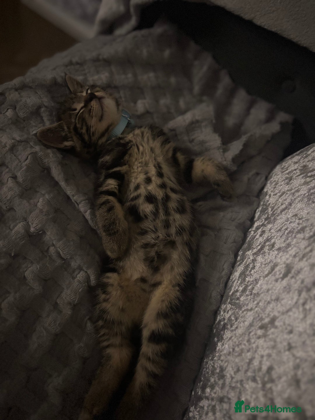 American Shorthair cats for sale: Tabby Kitten  - Image 28