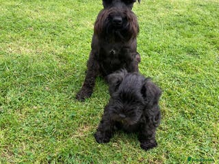 Miniature Schnauzer dogs KC HEALTH TESTED MINIATURE SCHNAUZER FOR STUD in Carluke - Advert 2