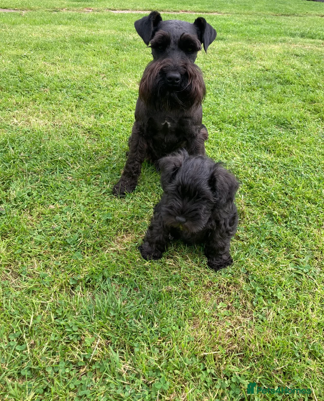 Miniature Schnauzer dogs for stud: KC HEALTH TESTED MINIATURE SCHNAUZER FOR STUD  in Carluke - Advert 1