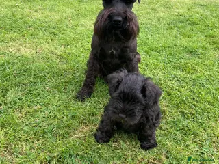Miniature Schnauzer dogs KC HEALTH TESTED MINIATURE SCHNAUZER FOR STUD in Carluke - Advert 1