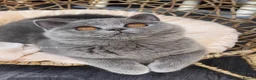 British Shorthair cats for sale: ✨Exceptional quality British shorthair✨ - Advert 2