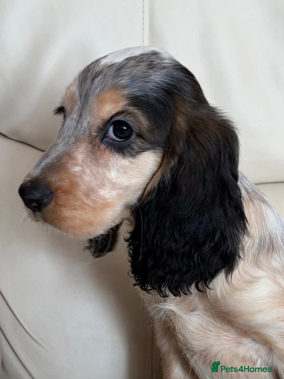Cocker Spaniel dogs for sale: Beautiful Cocker Spaniel Girl Puppy - Advert 3