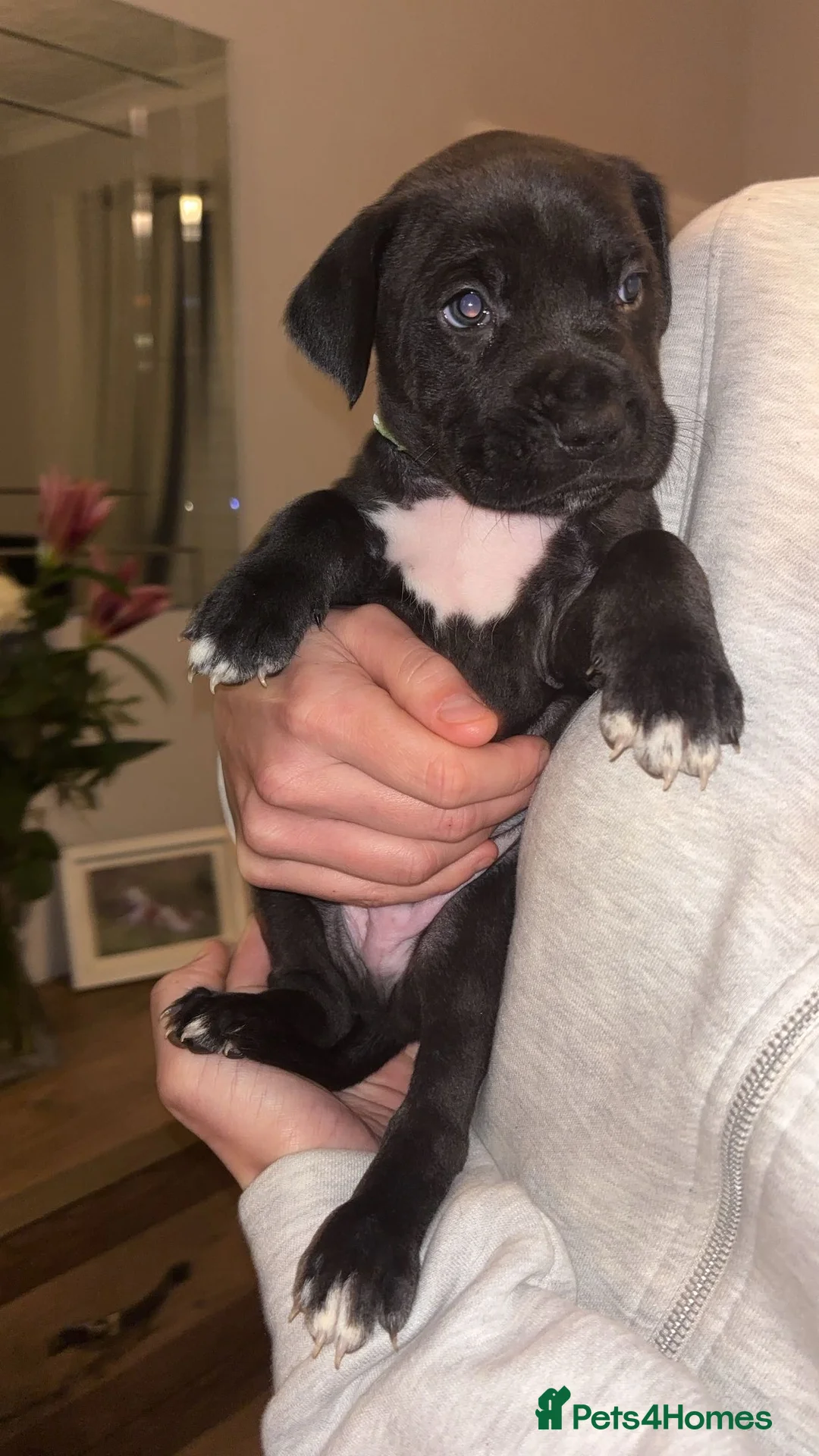 Mixed Breed dogs for sale: Stunning Cane Corso x Presa Canario Puppies  - Advert 2