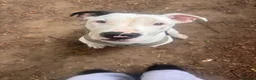 Mixed Breed dogs for sale: Adoption for 7 month puppy in Rickmansworth - Advert 5