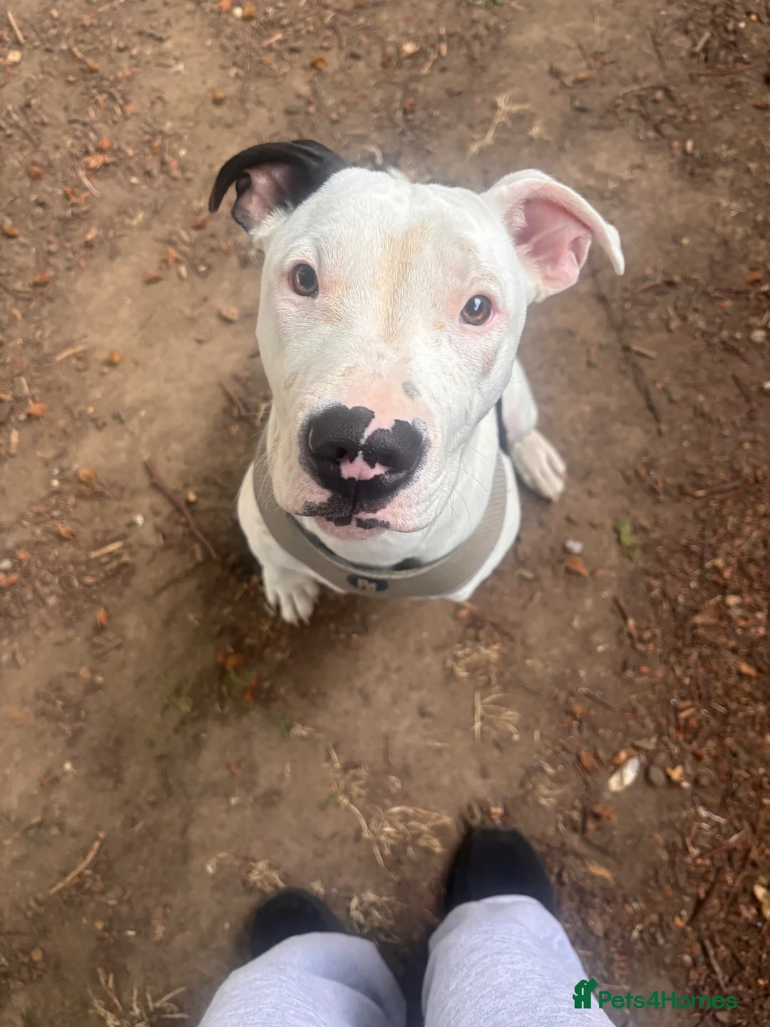 Mixed Breed dogs for sale: Adoption for 7 month puppy in Rickmansworth - Advert 5